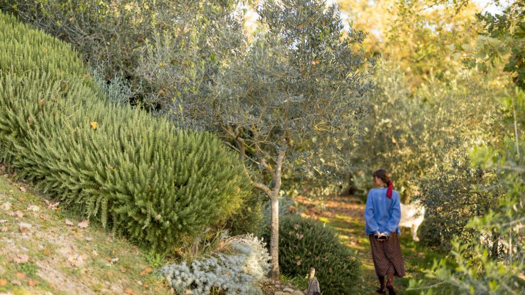 culture d'oliviers résistants au soleil et à la sécheresse pour jardin sans arrosage