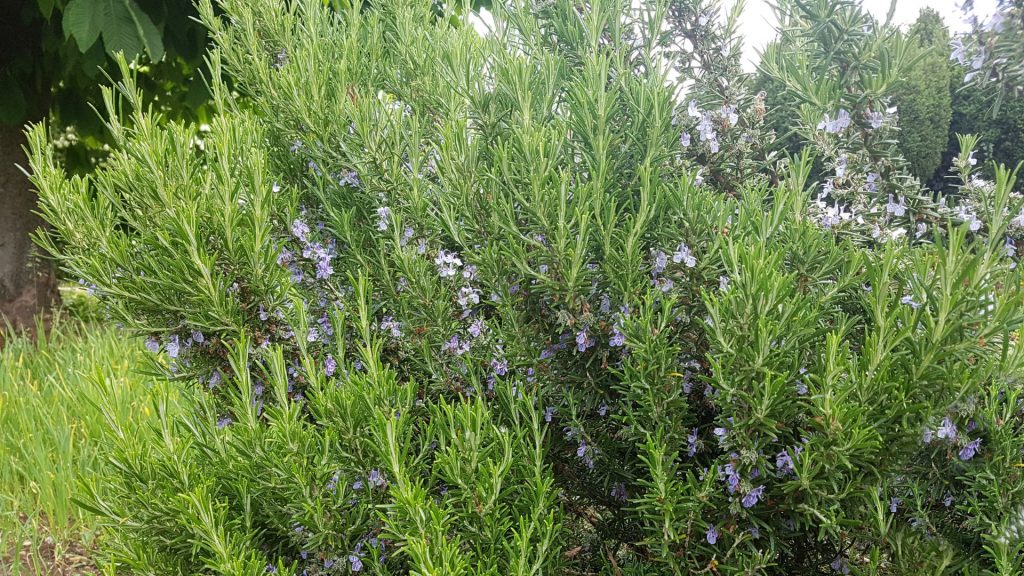 Plante aromatique résistante à la sécheresse 