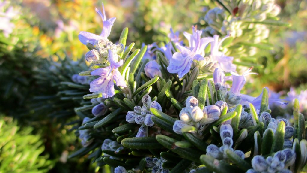 Plante aromatique résistante à la sécheresse 