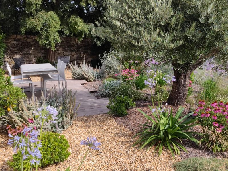 Jardin avec olivier et plantes résistantes à la sécheresse sans arrosage