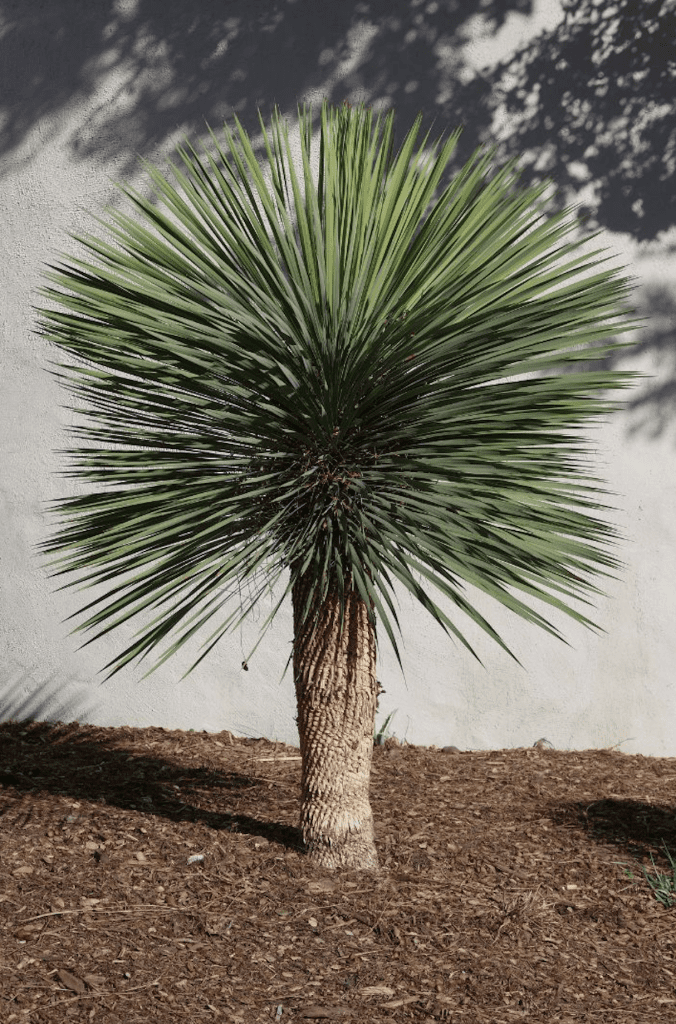 Yucca résistante et à la sécheresse dans un jardin sec en plein soleil