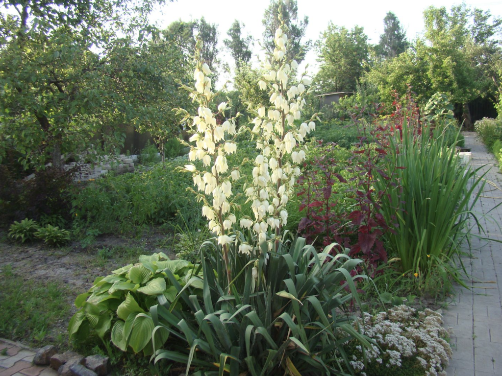 Yucca en fleurs blanches résistante au soleil et à la sécheresse pour jardin sec