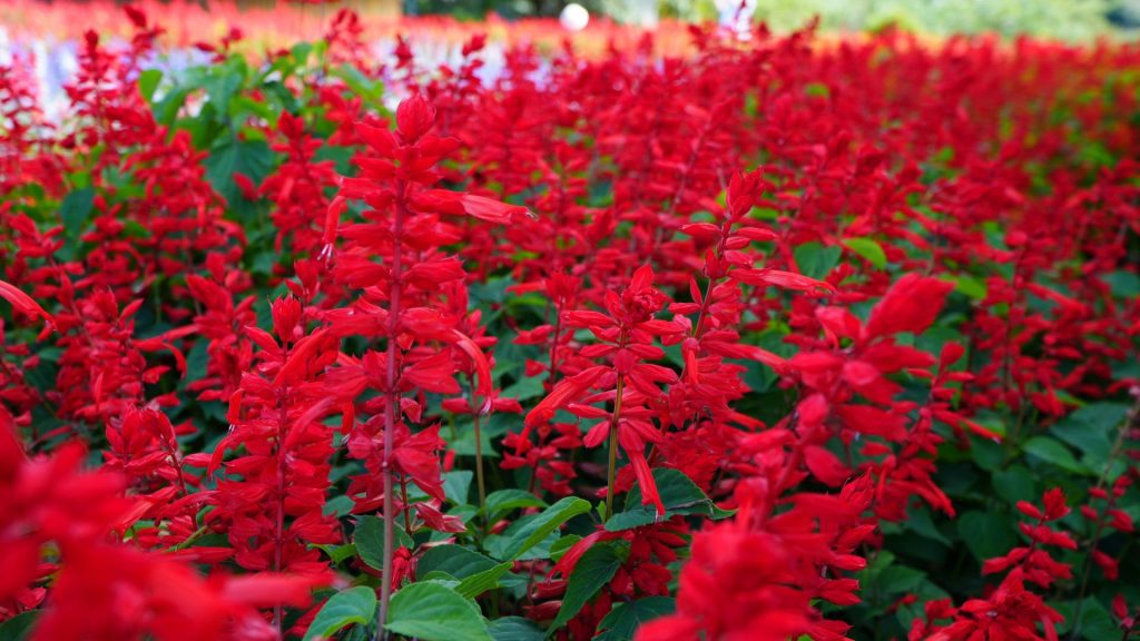 Sauge rouge éclatante plante résistante au soleil et à la sécheresse pour jardin sans arrosage
