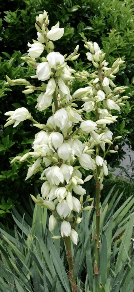 Yucca en fleurs blanches résistante au soleil et à la sécheresse pour jardin sec 
