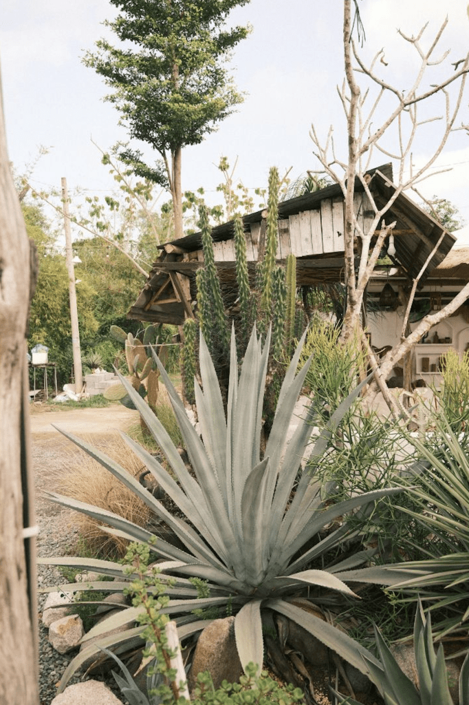 Agave résistante à la sécheresse pour jardin  en plein soleil sans arrosage devant maison  