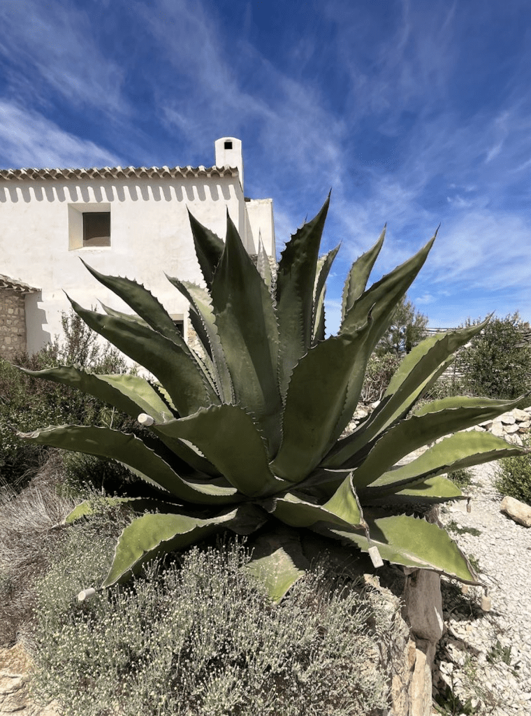 Yuccas résistantes à la sécheresse en plein soleil sans arrosage