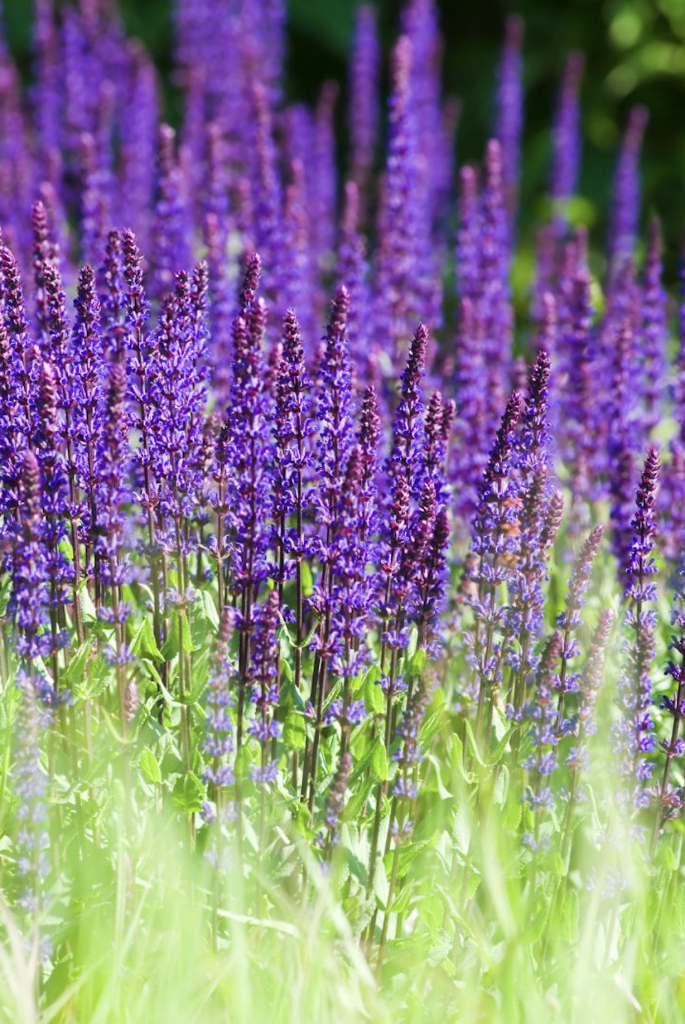 Plantes violettes résistantes au gel pour jardin sec en plein soleil sans arrosage