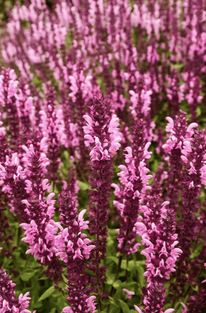 Variété Rose Queen résistante au gel pour jardin sec