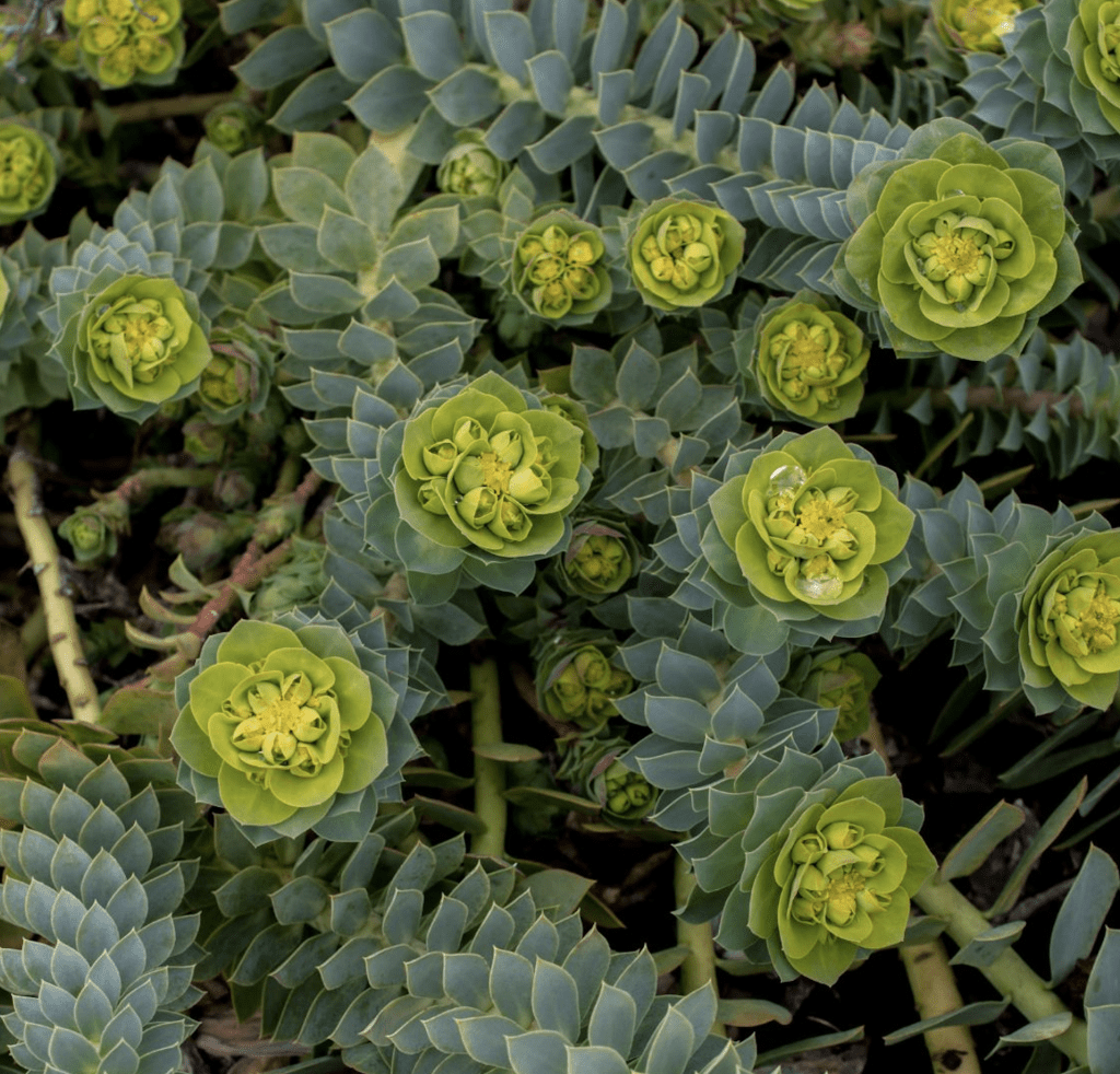 Euphorbia vert résistante à la sécheresse pour jardin en plein soleil sans arrosage