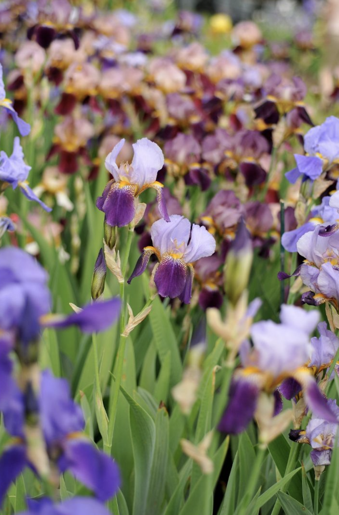 Iris violets et lavande résistantes au manque d'eau pour massif en plein soleil sans arrosage