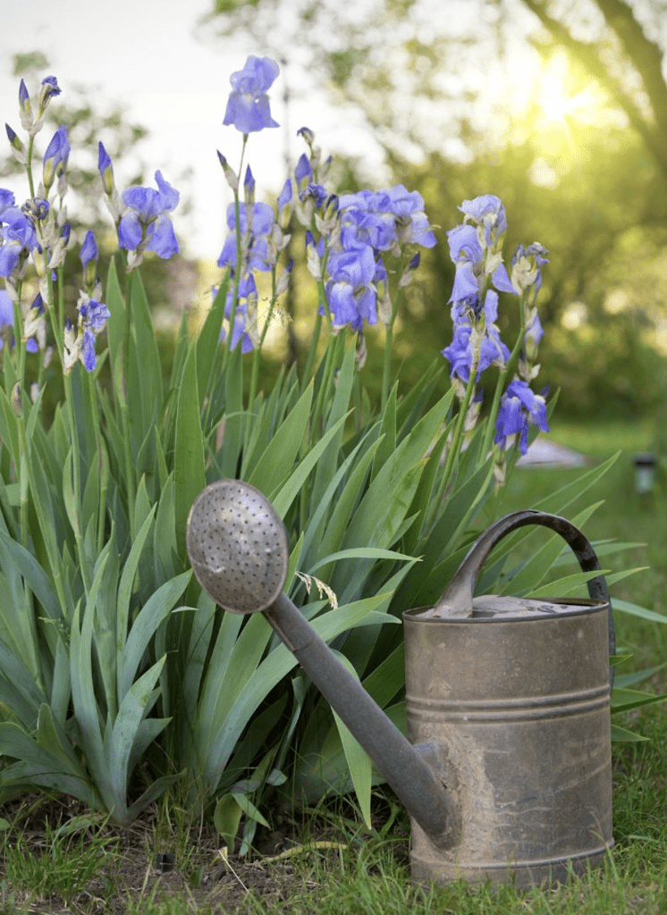 Plantes bleues résistantes à la sécheresse avec arrosoir pour jardin en plein soleil