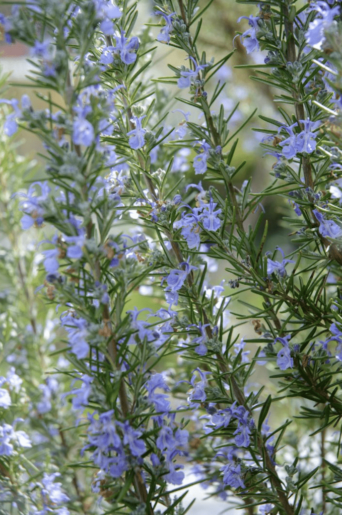 Plante aromatique résistante à la sécheresse