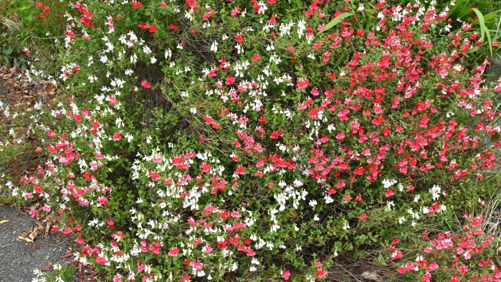 Massif fleuri avec plantes résistantes à la sécheresse aux couleurs rouges et blanches pour jardin en plein soleil sans arrosage