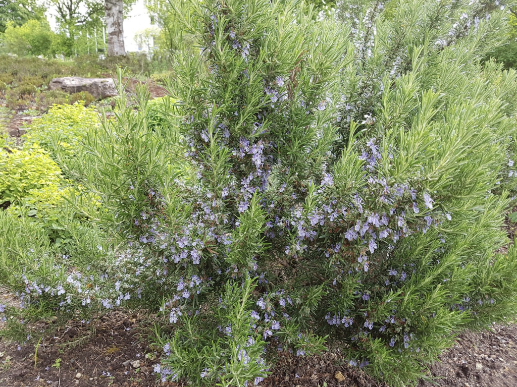 Plante aromatique résistante à la sécheresse 