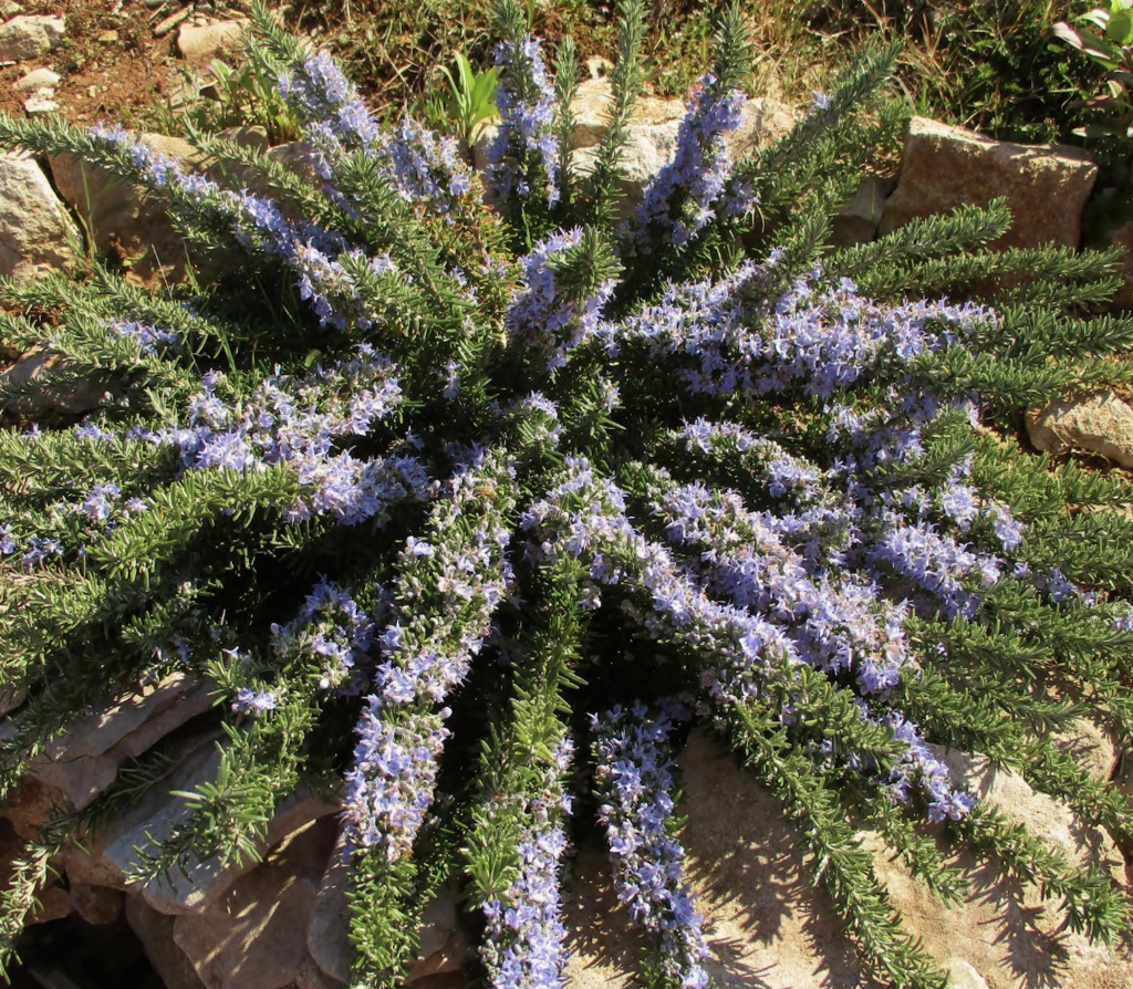 Plante aromatique résistante à la sécheresse 