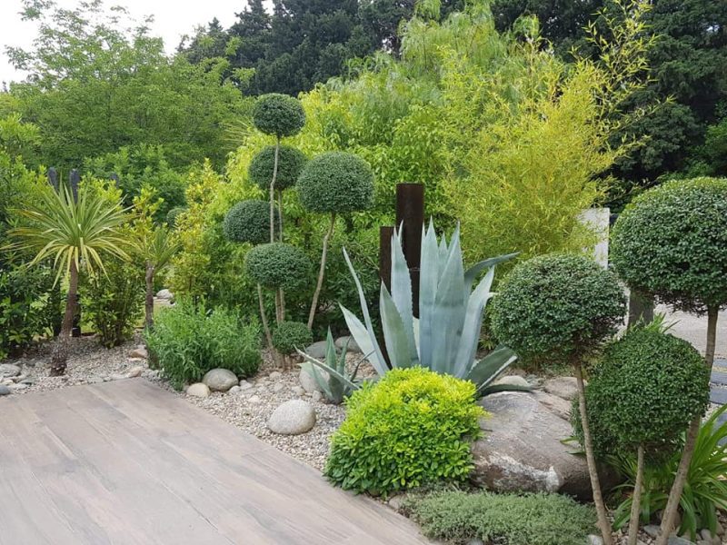 Jardin sec avec plantes et agaves résistantes au soleil