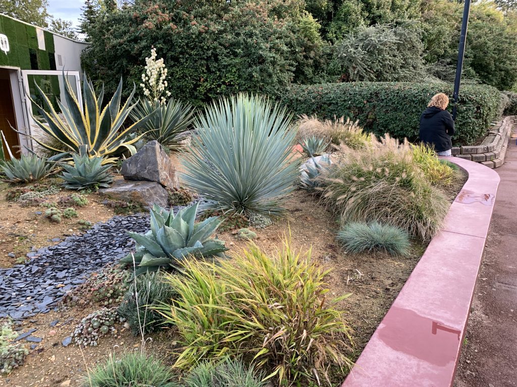 Jardin sec avec yuccas et plantes succulentes en plein soleil