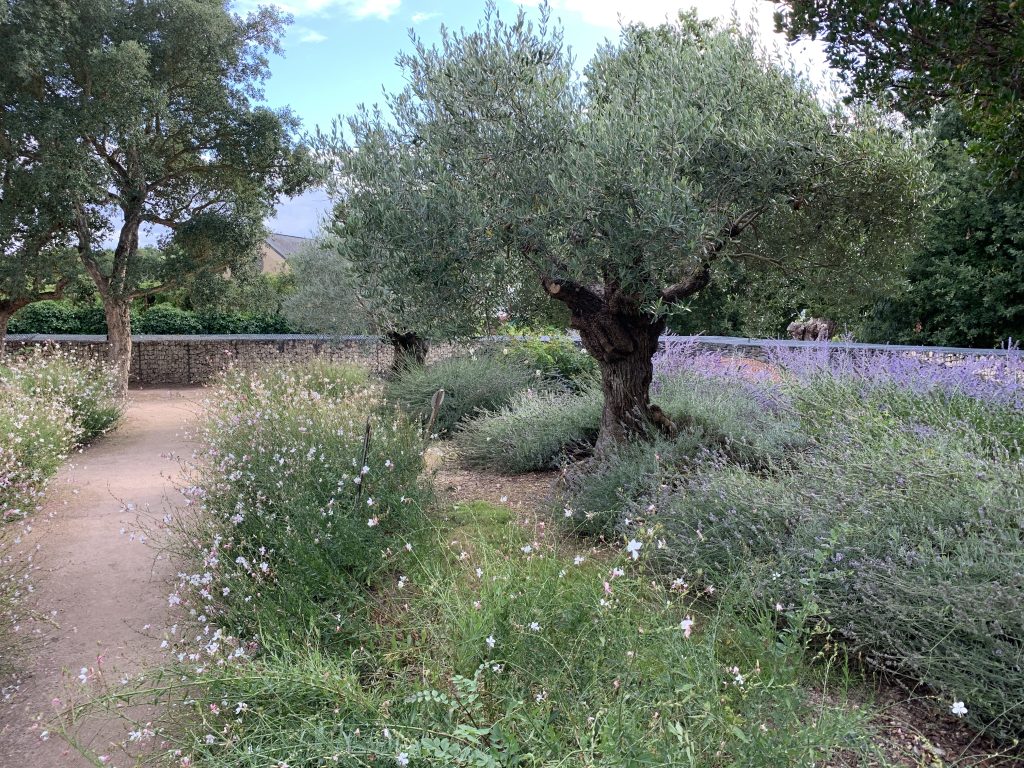 Allée d'oliviers arbres méditerranéens résistants au gel et à la sécheresse