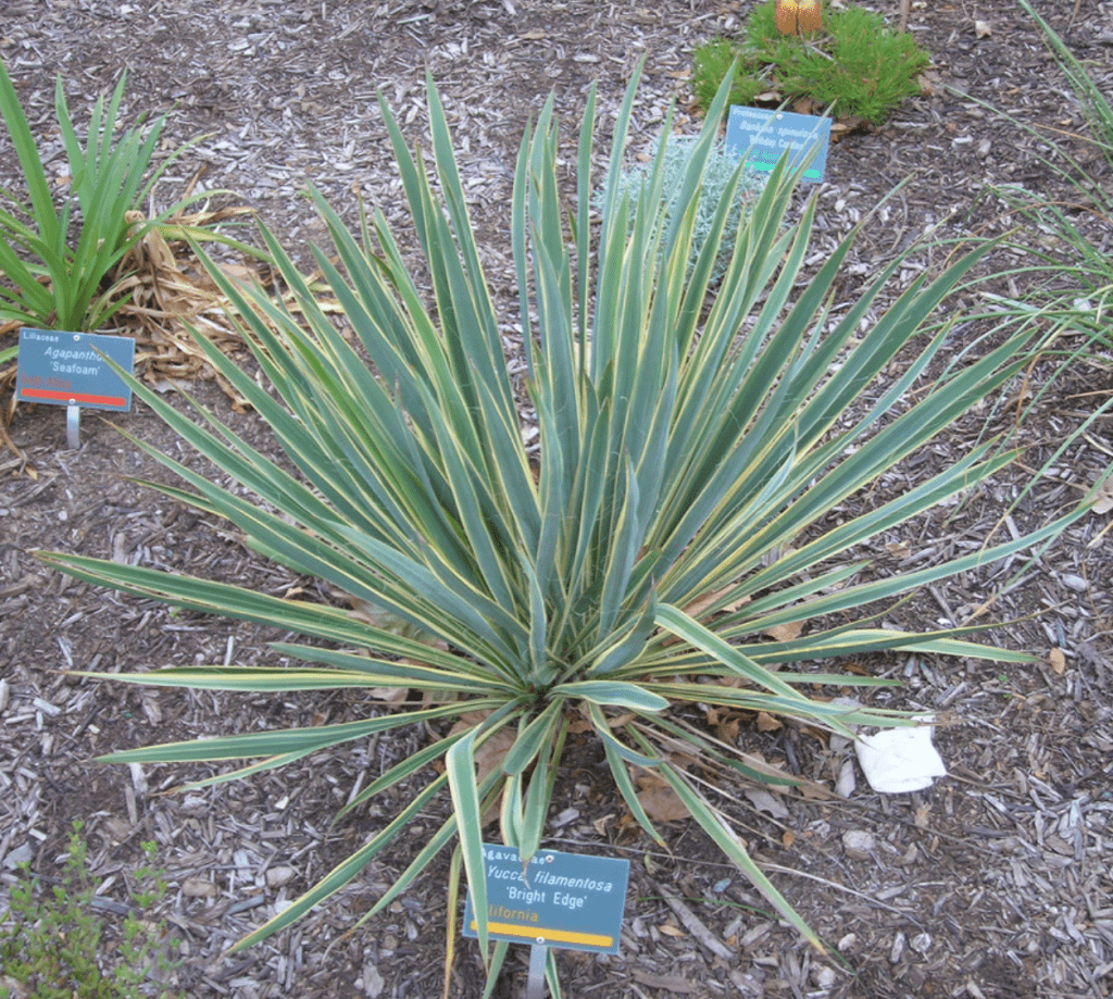 Yucca résistante à la sécheresse et au gel