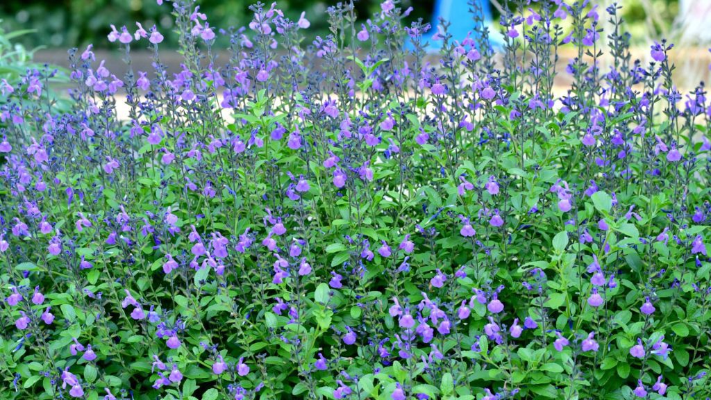 Plantes violettes résistantes au soleil et à la sécheresse pour massif sans arrosage