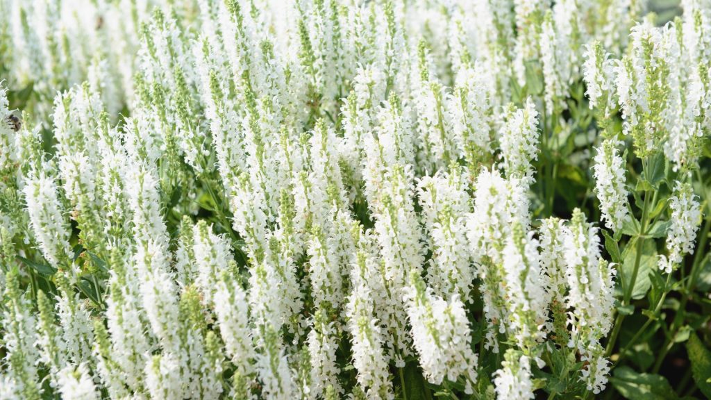 Graminées blanches résistantes à la sécheresse pour jardin sec en plein soleil
