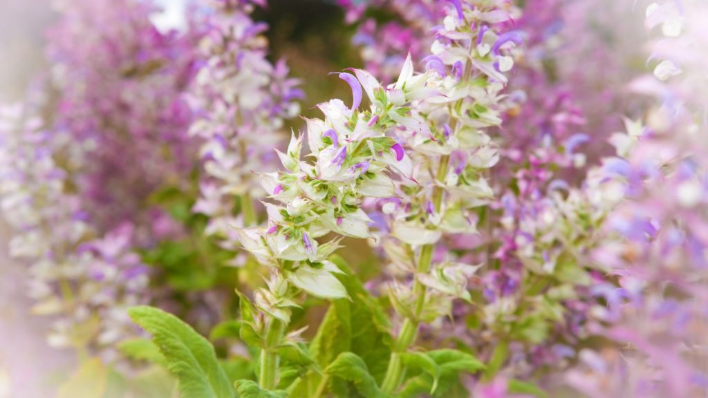 Plantes aux couleurs lilas et blanc résistantes à la sécheresse en plein soleil