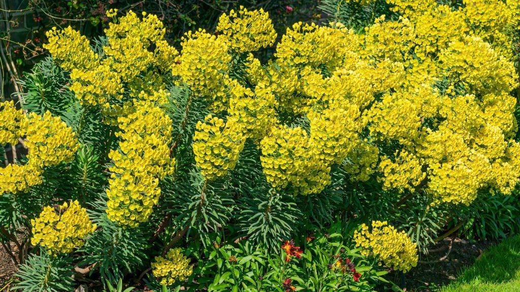 Euphorbia jaune vif résistante à la sécheresse et au gel pour jardin sec en plein soleil