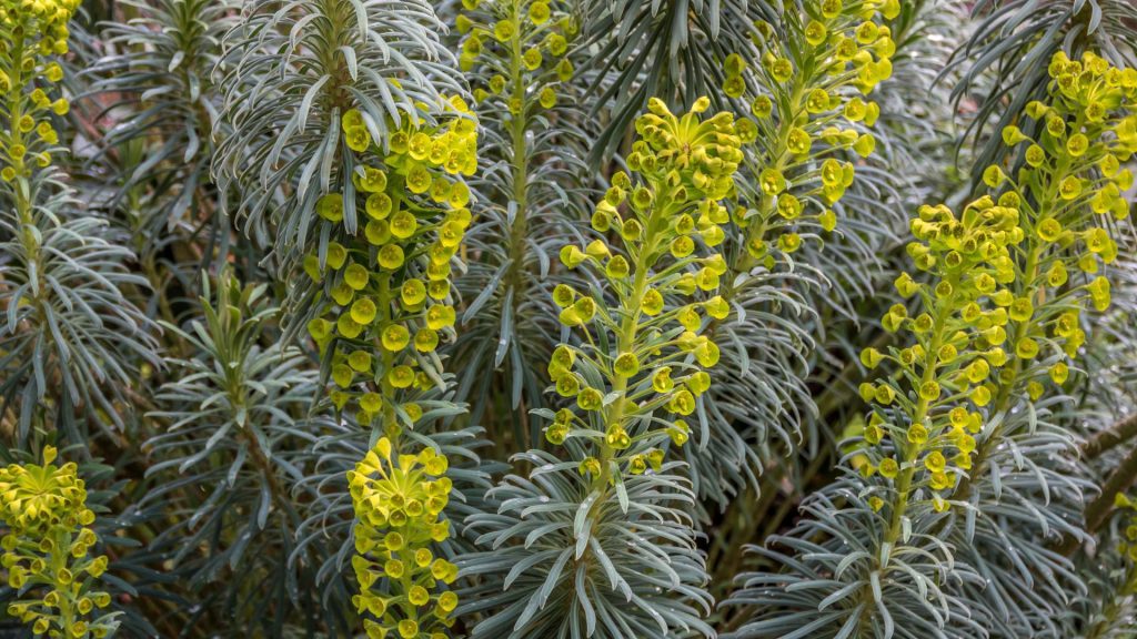 Euphorbia aux couleurs jaune et vert résistante à la sécheresse pour jardin en plein soleil sans arrosage