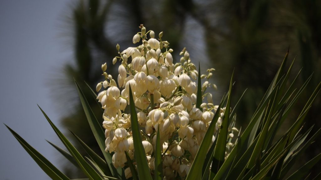 Fleurs blanches de yucca comestible