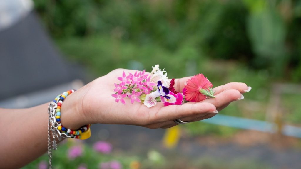 Main tenant des fleurs de plantes décoratives comestibles multicolores