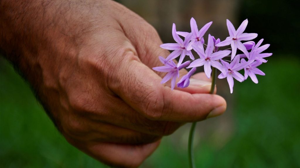 Main tenant des fleurs de plantes décoratives comestibles