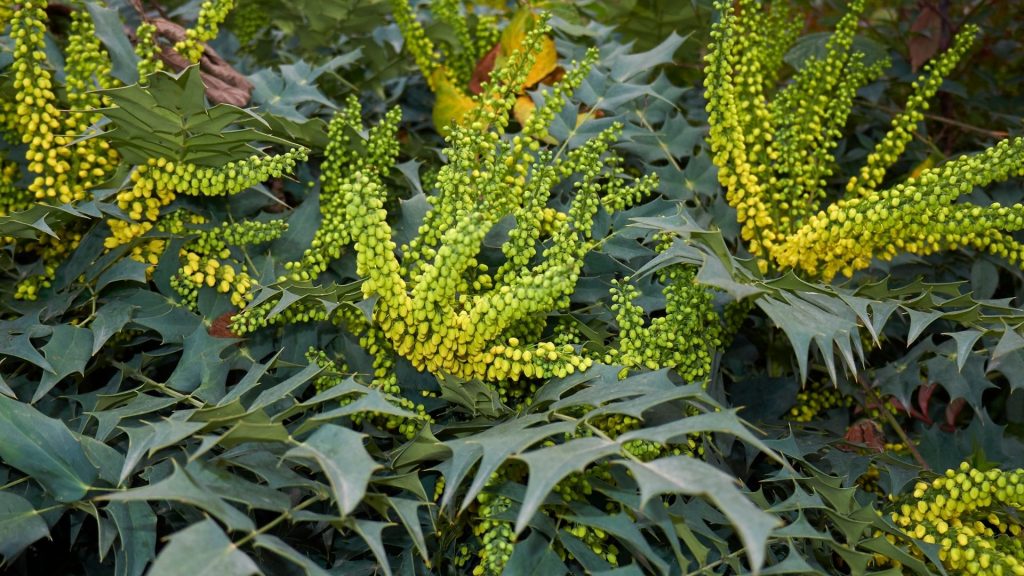 Plantes décoratives comestibles au feuillage vert et jaune