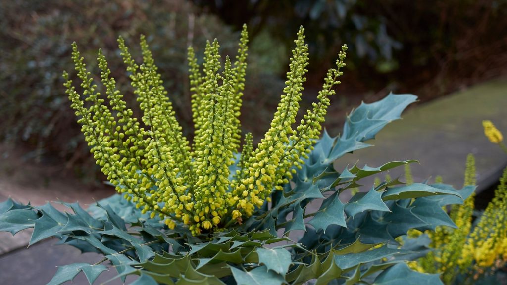 Plantes décoratives comestibles au feuillage vert et jaune