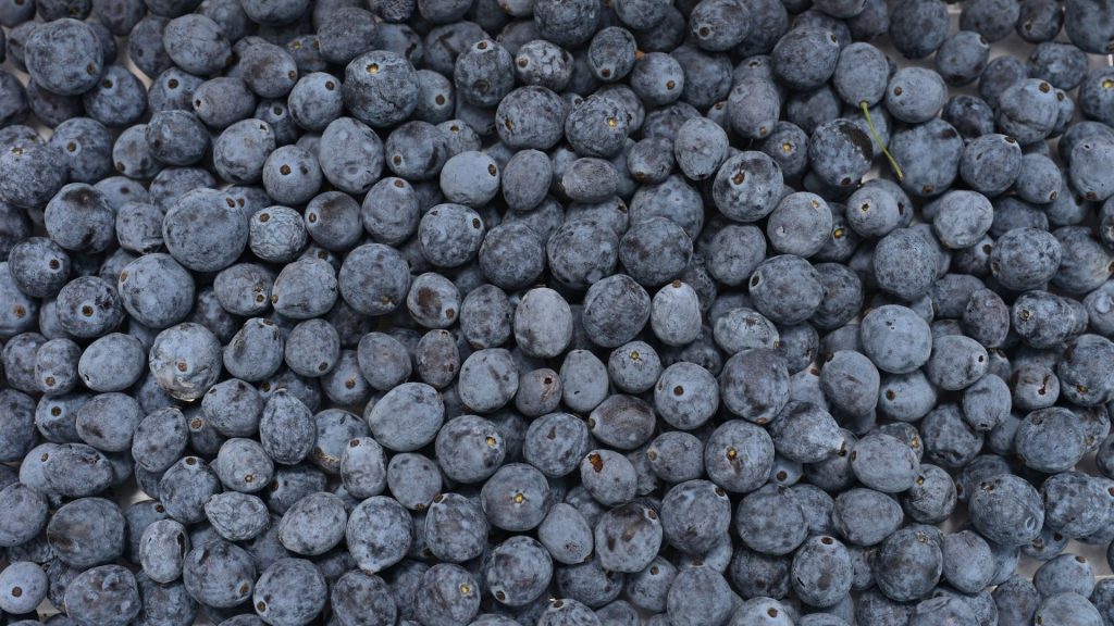 Baies de mahonia plantes décoratives comestibles