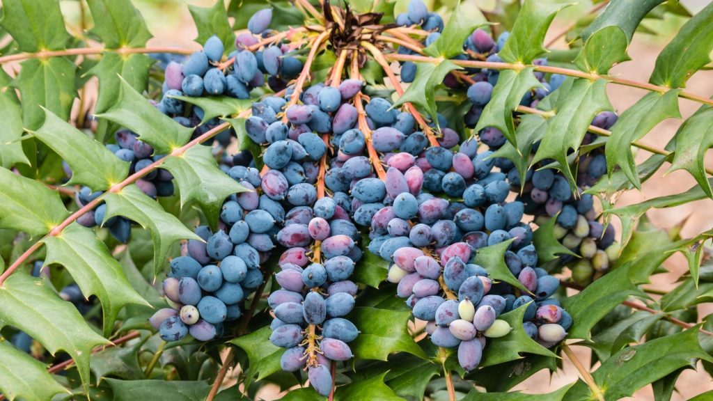 Mahonia : plantes décoratives comestibles aux fruits bleus