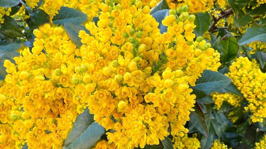 Plantes décoratives comestibles fleuries jaunes dans un jardin