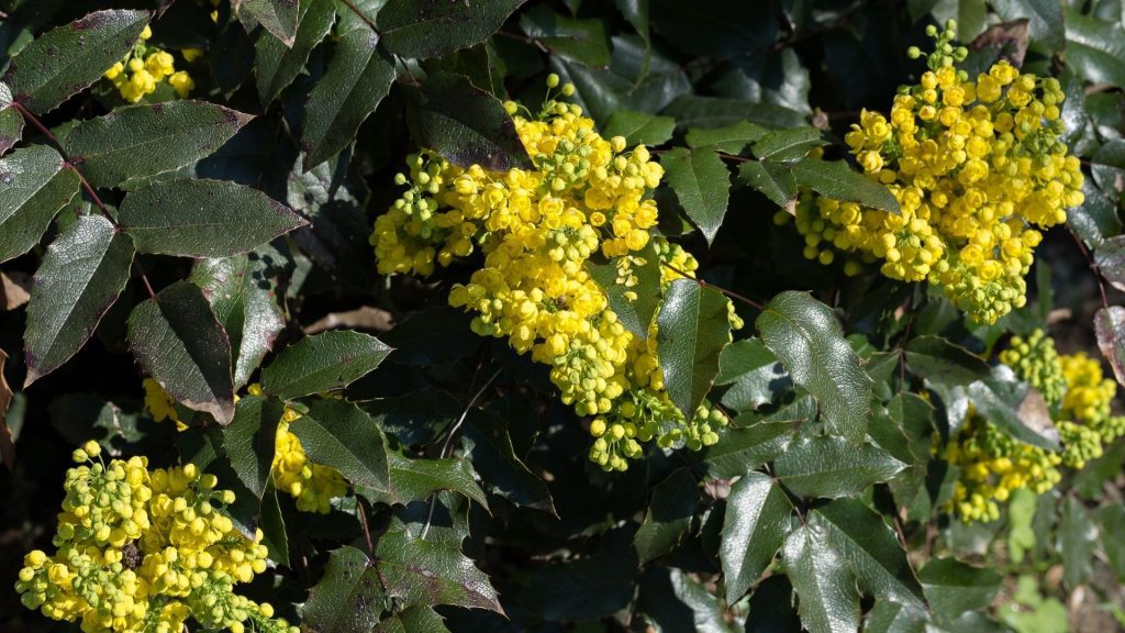 Plantes décoratives comestibles fleuries jaunes dans un jardin