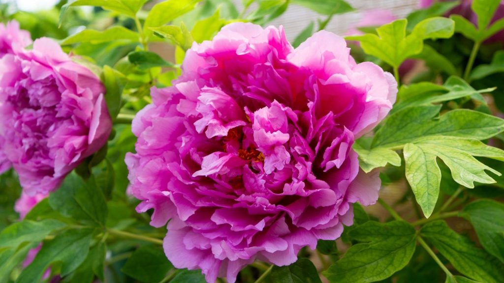 Plantes décoratives comestibles avec de superbes pivoines roses