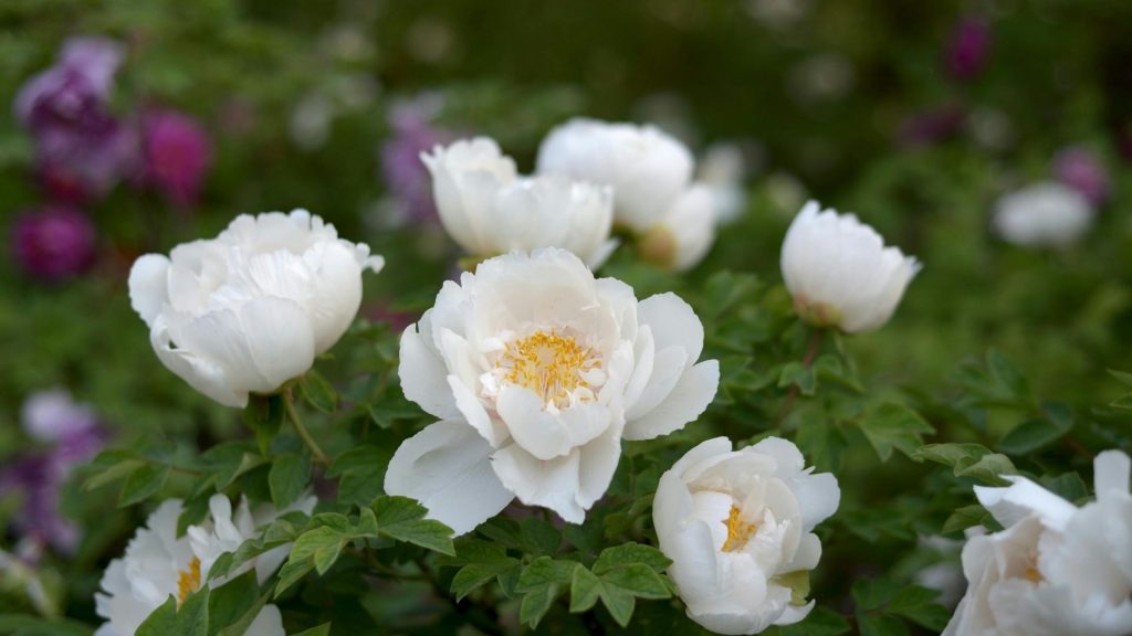Plantes décoratives comestibles de fleurs blanches d'anémones
