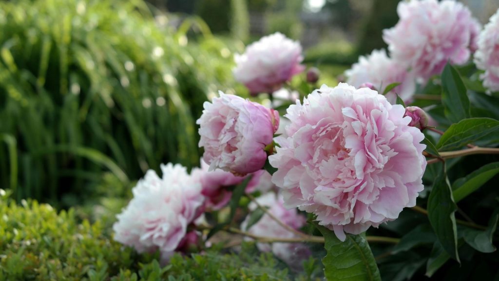Plantes décoratives comestibles avec de superbes pivoines roses dans le jardin