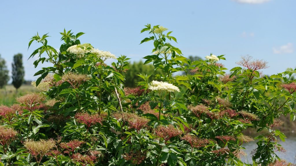 Plantes décoratives comestibles avec ses grappes de fleurs blanches