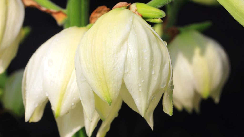 Fleurs blanches en clochettes de yucca comestibles
