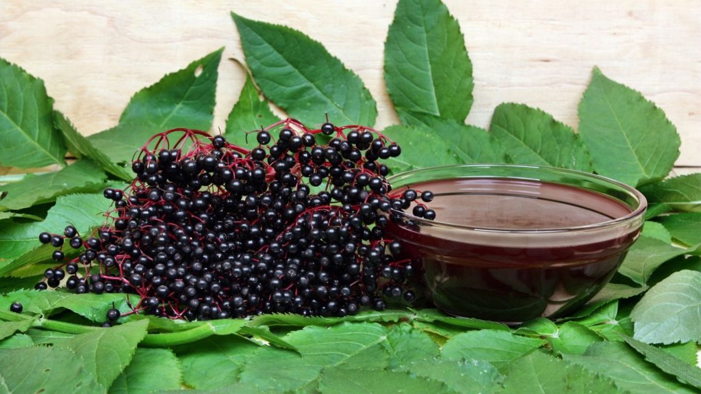 Grappes de baies de plantes décoratives comestibles noir fraîches