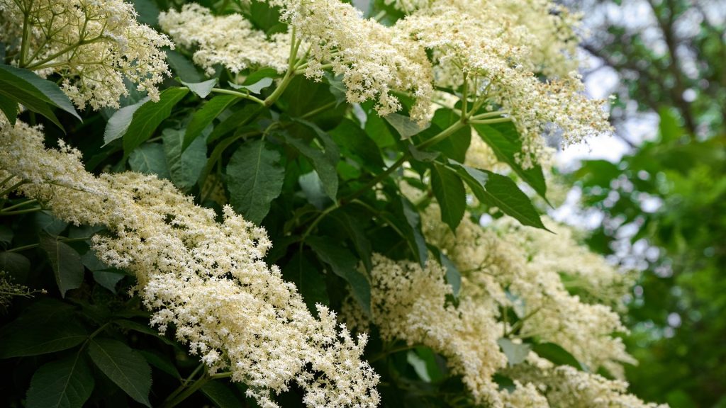 Plantes décoratives comestibles avec ses grappes de fleurs blanches