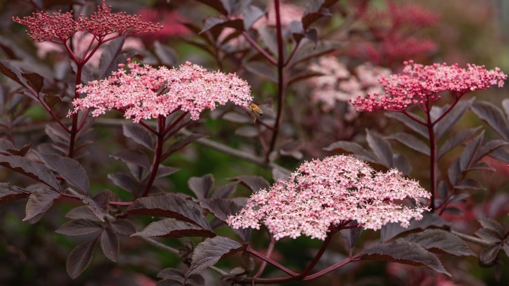 Black Lace, plantes décoratives comestibles aux fleurs roses