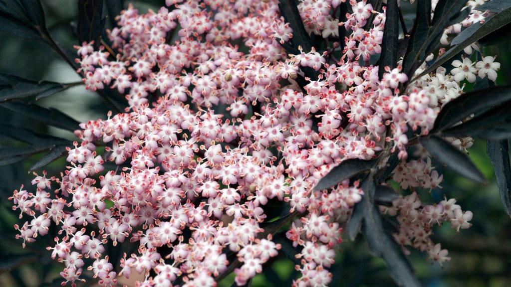 Fleurs roses de sureau noir, plantes décoratives comestible