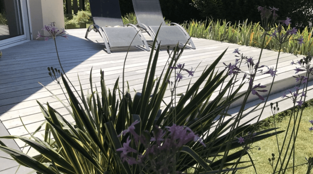 Plantes décoratives comestibles dans un jardin moderne avec terrasse