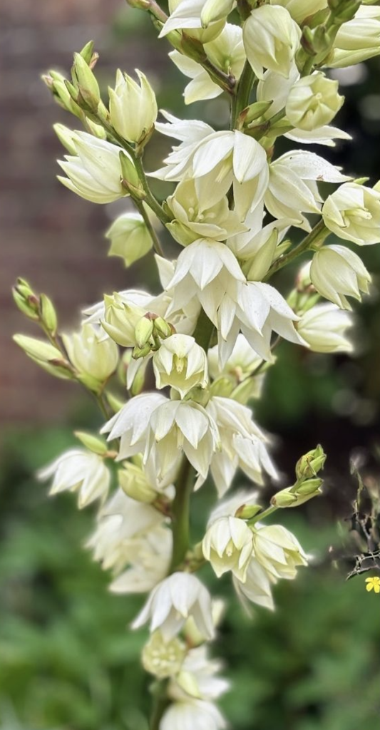 Fleurs blanches en clochettes de yucca comestibles