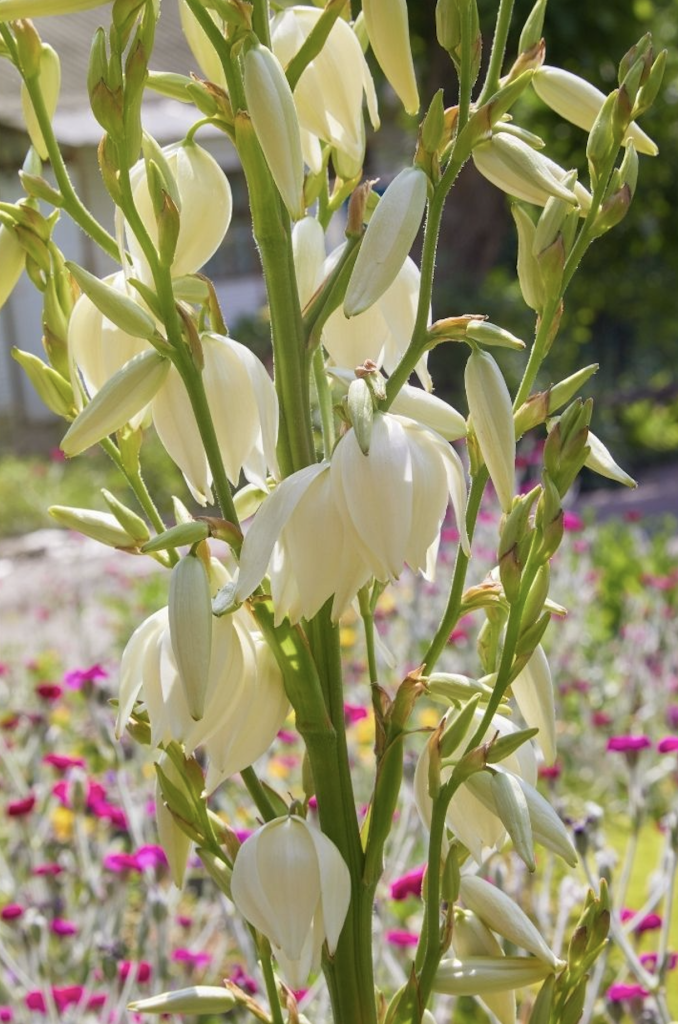 Fleurs blanches en clochettes de yucca comestibles dans le jardin