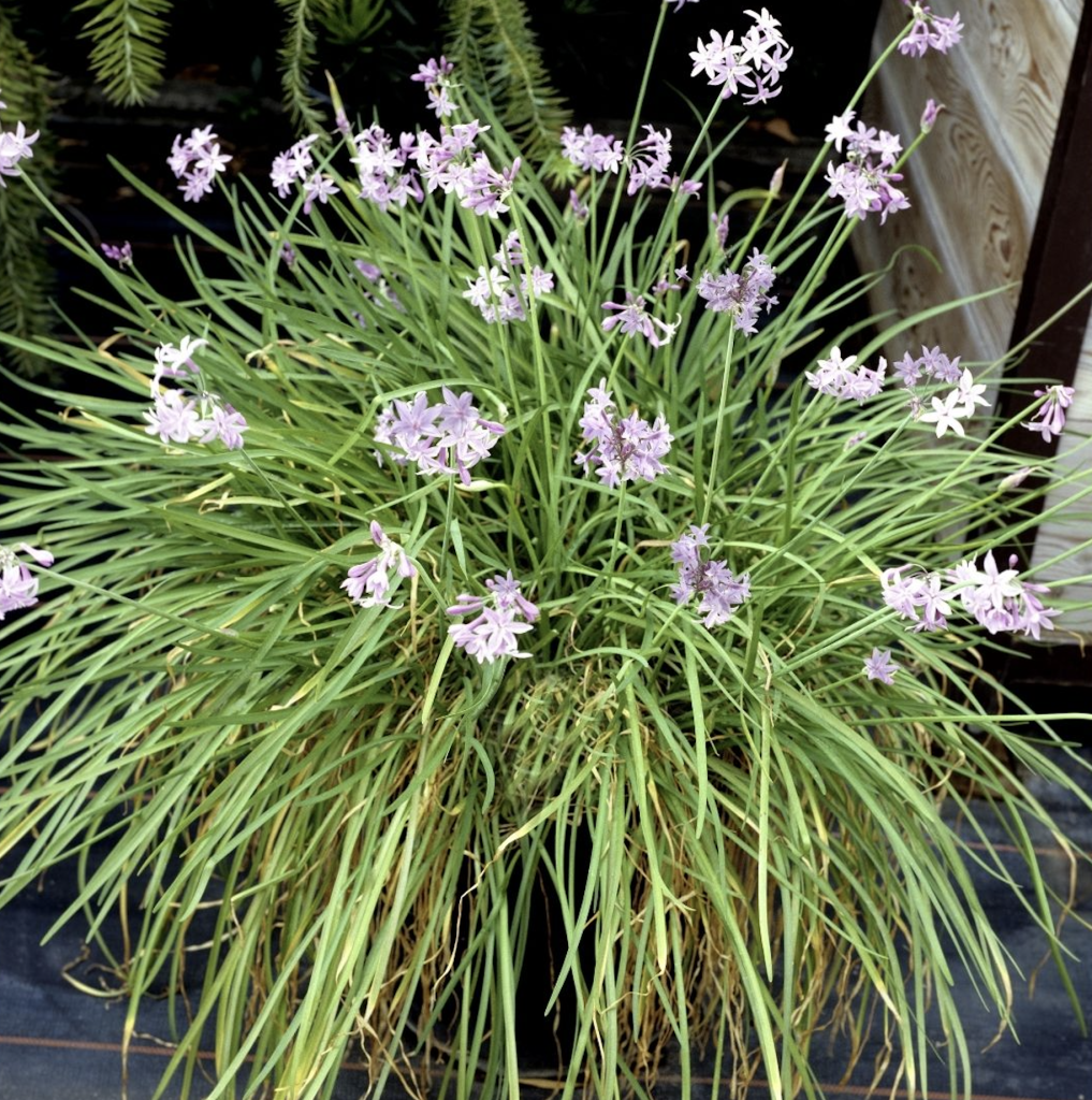 Plantes décoratives comestibles fleuries avec feuillage vert dans le jardin
